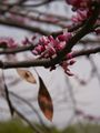 Cercis occidentalis-2 Judaszowiec zachodni